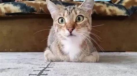 This Cat Watching a Horror Movie is Scary Cute!